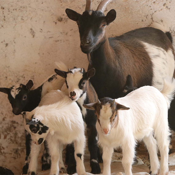 Hayvanat Bahçesi'nde 4 cüce keçi dördüz doğurdu