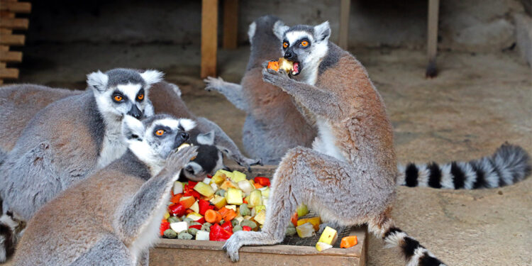 Hayvanat bahçesinde yeni yavrular dünyaya geldi
