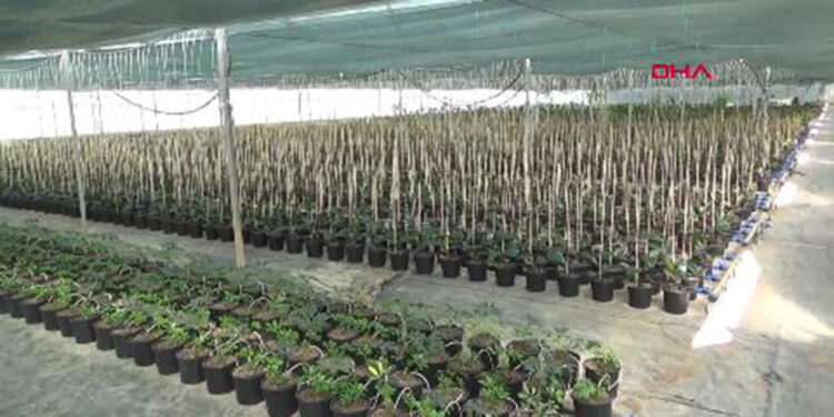 Hedef kaktüste ithalin önüne geçmek