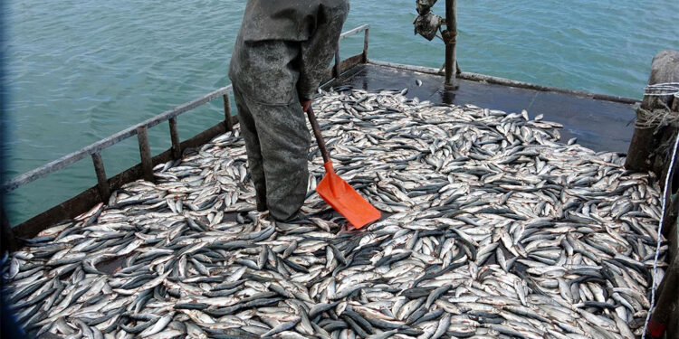 İnci kefali için 3 aylık av yasağı başladı