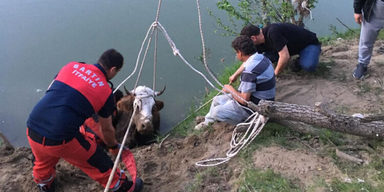 Bartın'da ırmakta sürüklenen inek halatla kurtarıldı