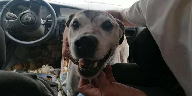 Silivri'de köpeğin karavanda mahsur bırakıldığı iddiasına yalanlama