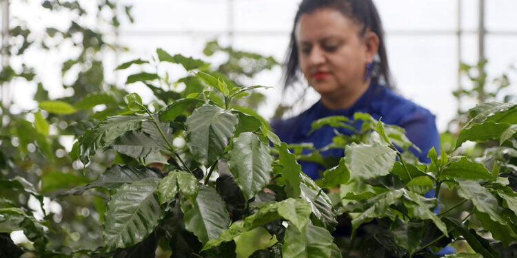 İklim değişti, kahve bitkisi meyve vermeye hazırlanıyor