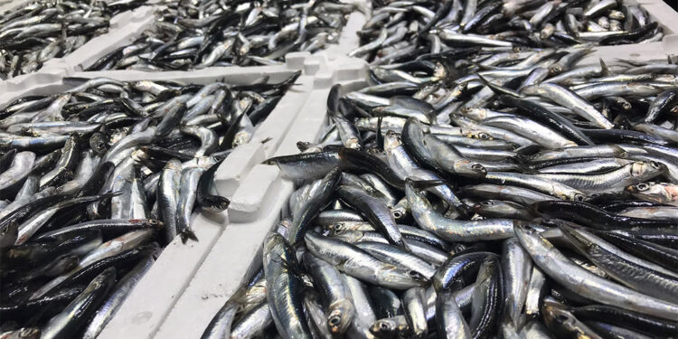 Hamsinin erken göçü sonrası ağlar toplandı