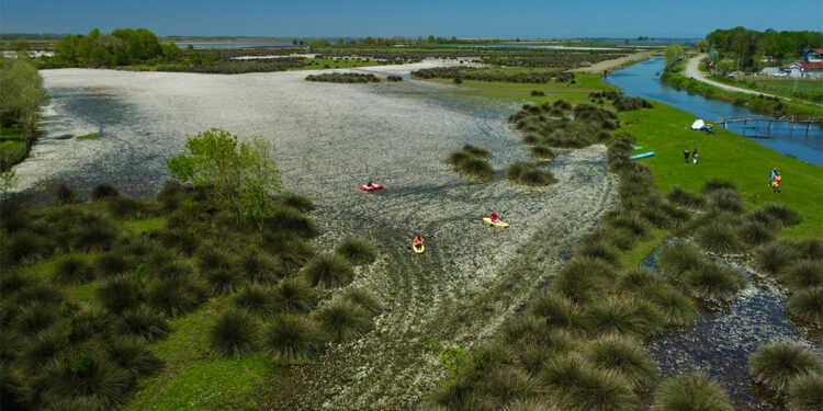 'Su düğün çiçekleri' güzelliği ile dikkat çekiyor