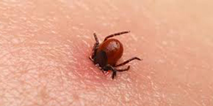 KKKA hastalığı sadece Türkiye'nin sorunu değilKKKA hastalığı sadece Türkiye'nin sorunu değil