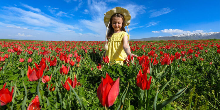 Lalelere dokunmaya korkuyorlar