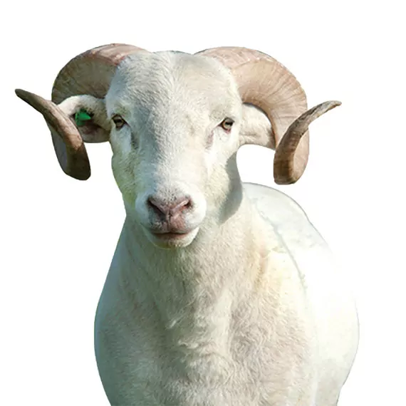 Chp milletvekili ömer fethi gürer, "emekli maaşına kurbanlık koç alınamıyor. Küçükbaş kurbanlıkta fiyatlar katladı. 2020 yılında 975 lira olan koyun fiyatına bugün bir kilo pirzola alınıyor" dedi.