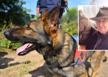 Kadavra köpeği Denek, Korhan Berzeg'in izini sürüyor