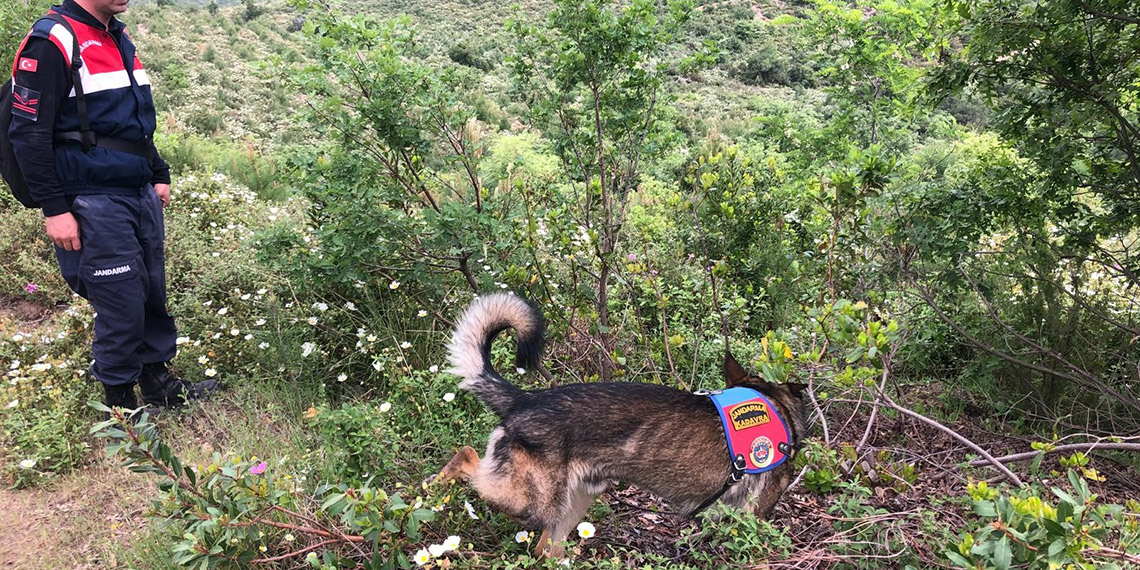 Kadavra köpeği Denek, Korhan Berzeg'in izini sürüyor