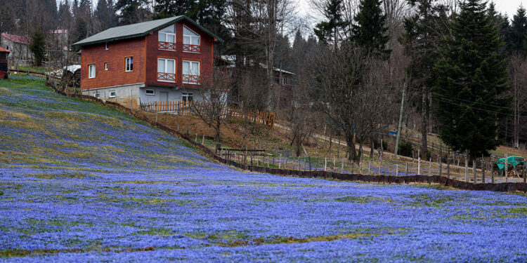Kadıralak Yaylası’nda, ‘mavi yıldız’ zamanı; her yer mor
