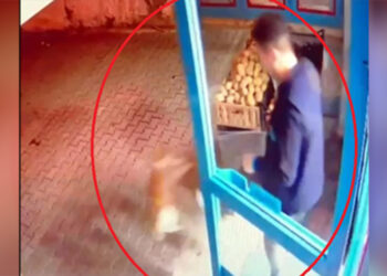 Kediyi tekmeleyen market çalışanına tepki