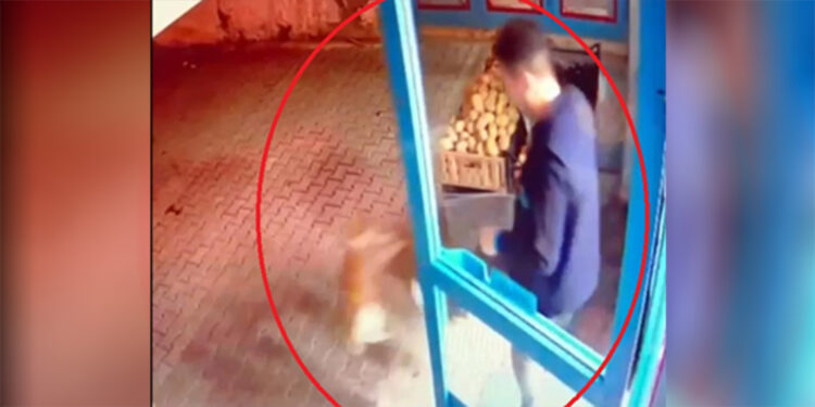 Kediyi tekmeleyen market çalışanına tepki