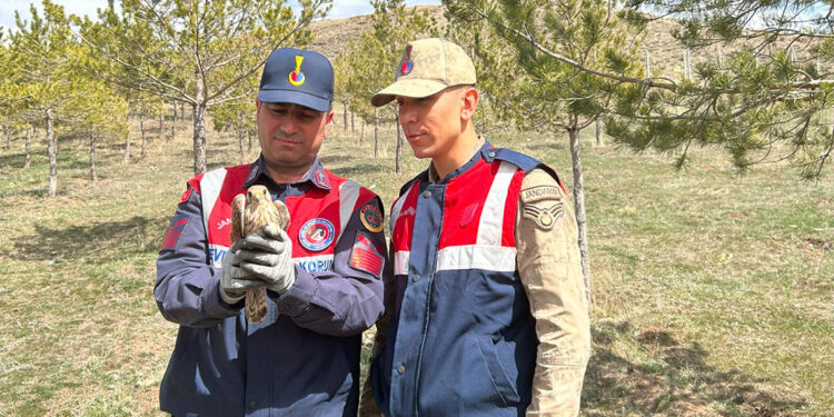 Kerkenez ve İbibik kuşlarına jandarma şefkati