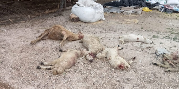 Kırşehir'de mandırıya giren kurtlar, 40 koyunu öldürdü