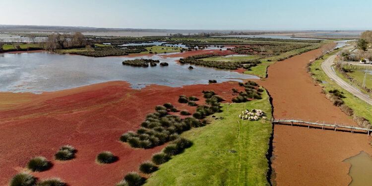 Kızılırmak Deltası ‘kızıl eğrelti otu’ ile kızıla büründü