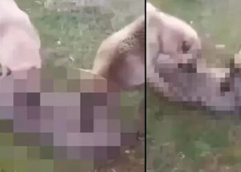 Köpeklerine boğdurduğu kurdu yaktı, gözaltına alındı