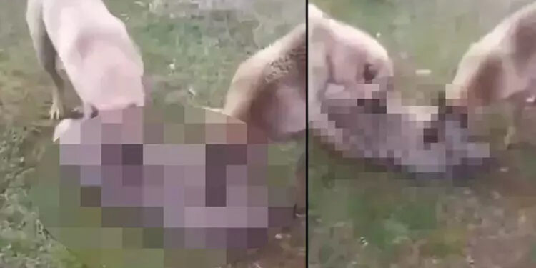 Köpeklerine boğdurduğu kurdu yaktı, gözaltına alındı