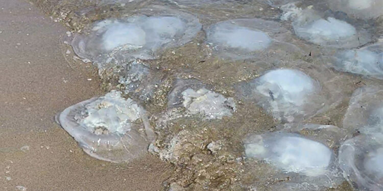 Korku ve paniğe neden olan denizanası göçü tamamlandı