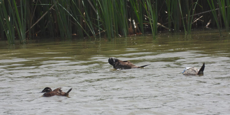 Koruma tedbirleri, dikkuyruk kuşlarının sayısını arttırdı