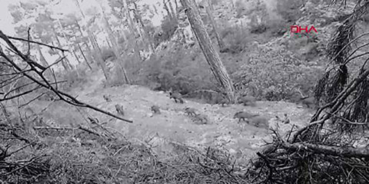 Muğla'da yaban hayatı çeşitliliği fotokapanlara yansıdı