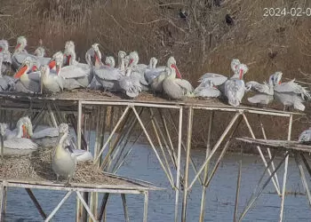 Tepeli pelikan yavruları 7 gün 24 saat izleniyor