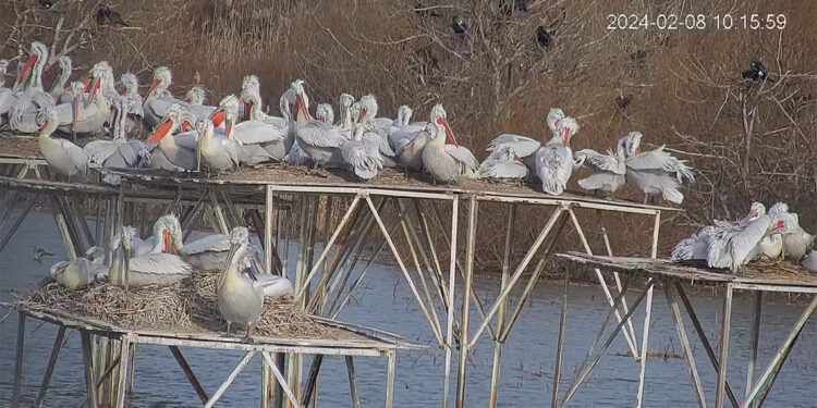 Tepeli pelikan yavruları 7 gün 24 saat izleniyor