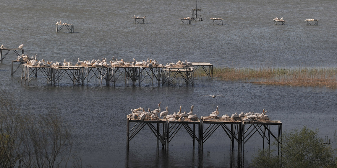 Dünya Doğa Koruma Birliği’nce (IUCN) ‘Soyu kritik seviyede azalan türler’ arasında gösterilen tepeli pelikan yavruları, Balıkesir’in Bandırma ilçesindeki, Manyas Kuş Cenneti Milli Parkı’ndaki yuvalarında, 8 güvenlik kamerasıyla 7 gün 24 saat izleniyor.