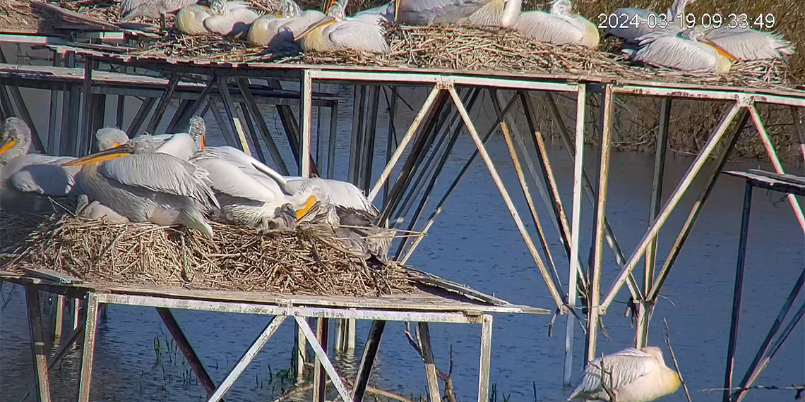 Tepeli pelikan yavruları 7 gün 24 saat izleniyor