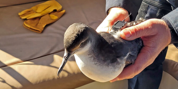 Nesli tükenen yelkovan kuşlarına uydu vericili takip