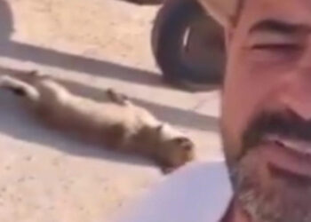 Öldürdüğü köpeği at arabası arkasına bağlayarak sürükleyen şahıs gözaltında