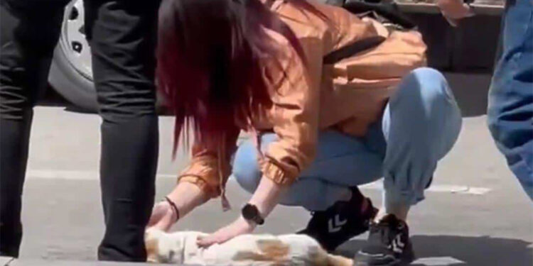 Kediyi kalp masajı ile hayata döndürdü