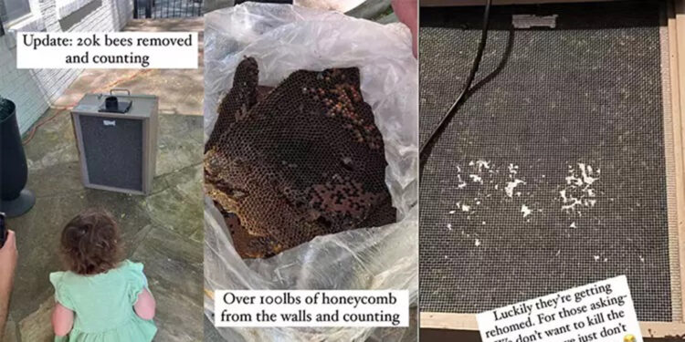 Odasında canavar olduğunu söyleyen çocuğun duvarından 55 bin arı çıktı