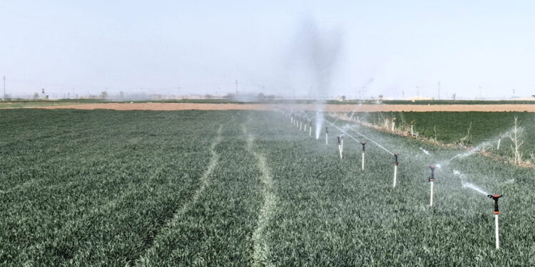 Konya Ovası'nda çiftçinin gözü yağmurda