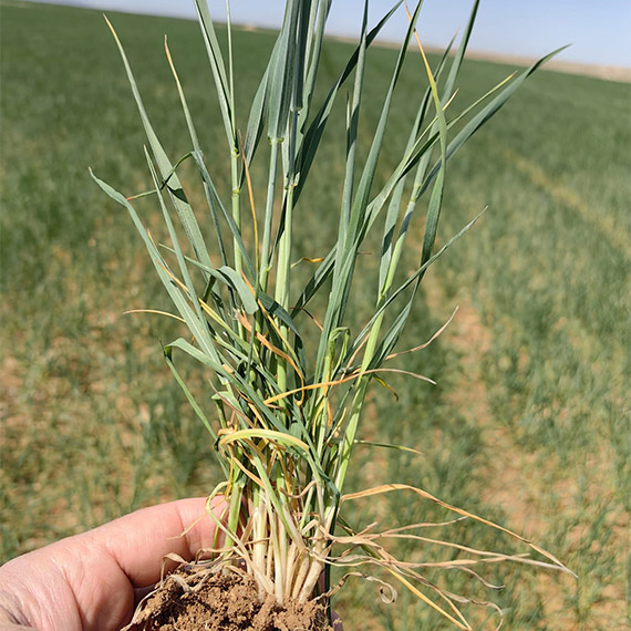 Türkiye'nin tahıl ambarı olarak bilinen ve kuraklık tehlikesiyle karşılaşan Konya Ovası'nda çiftçinin gözü yağmurda.