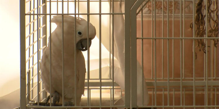 Papağan Osman, ilahi duyunca kendinden geçiyor