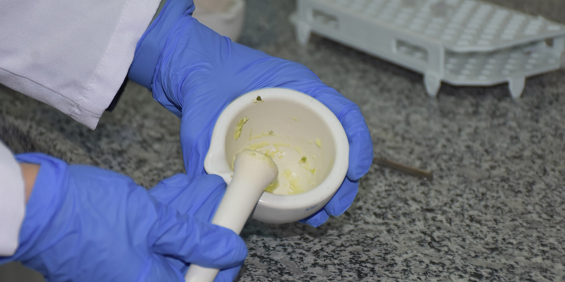 Patatesin parmak izi çıkartılarak genetik tabanı oluşturuluyor