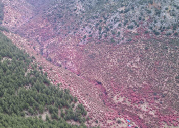 Pembe zakkumlar çiçek açtı, dağlar renklendi