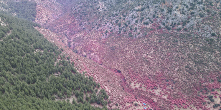 Pembe zakkumlar çiçek açtı, dağlar renklendi