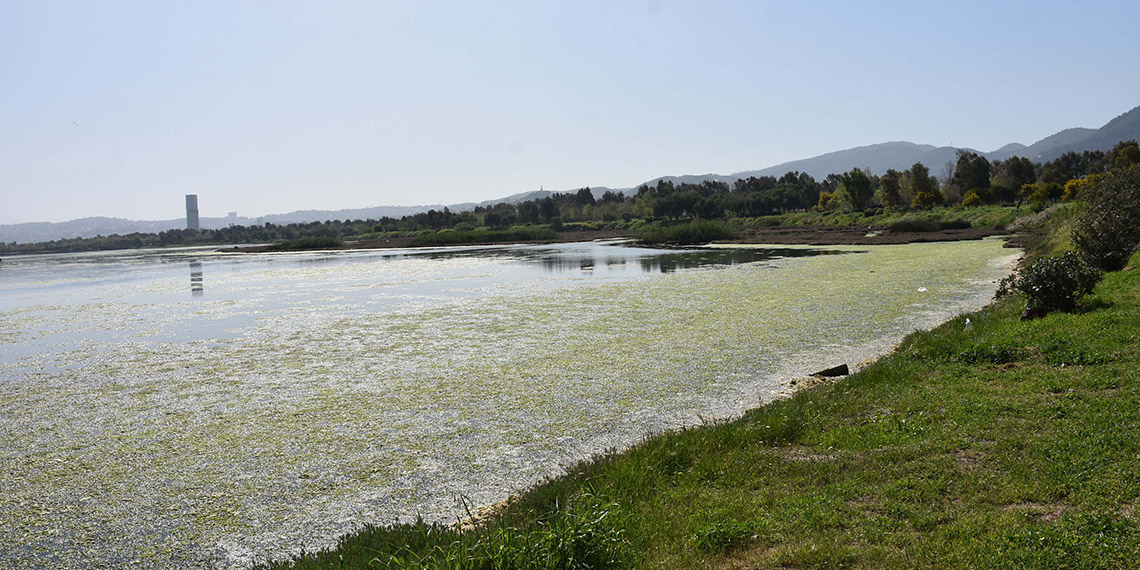 Prof. Dr. Yaşar’dan Çakalburnu Dalyanı için ‘bataklık’ uyarısı