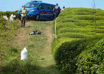 Rize'de çay bahçesinde erkek cesedi bulundu