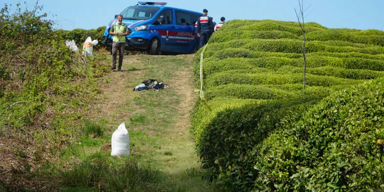 Rize'de çay bahçesinde erkek cesedi bulundu
