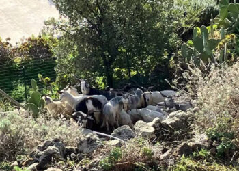 Alicudi Adası'nda yaban keçileri nüfusun 6 katı oldu