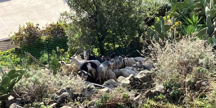 Alicudi Adası'nda yaban keçileri nüfusun 6 katı oldu