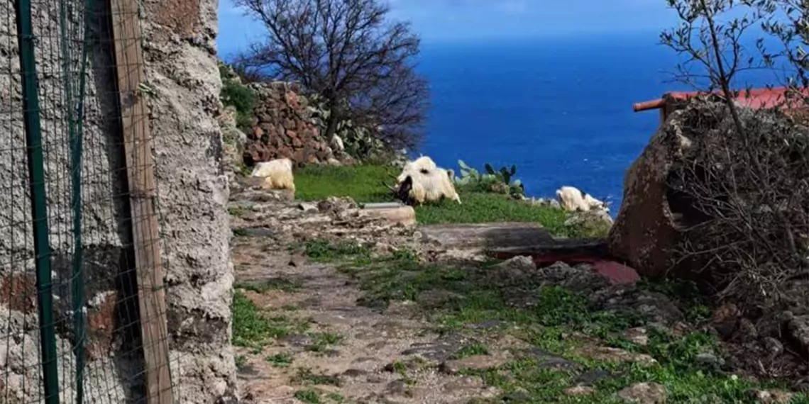 Sicilya'ya bağlı alicudi adası’nın belediye başkanı riccardo gullo, adanın nüfusunun 100 kişi olduğunu buna karşılık yaban keçilerinin sayısının ise 600’e ulaştığını açıkladı.