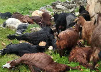 Şırnak'ta ahıra yıldırım düştü; 31 hayvan öldü