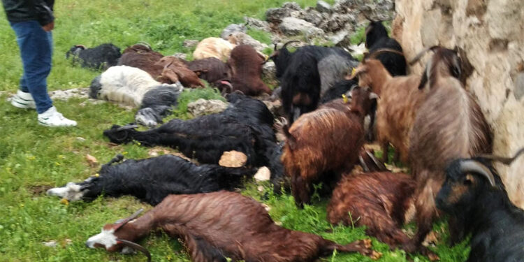 Şırnak'ta ahıra yıldırım düştü; 31 hayvan öldü