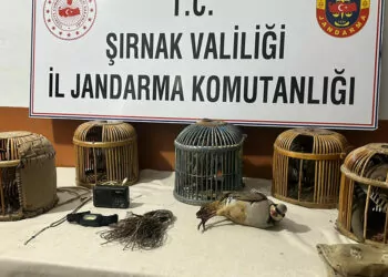 Şırnak'ta keklik avcılarına ceza yağdı