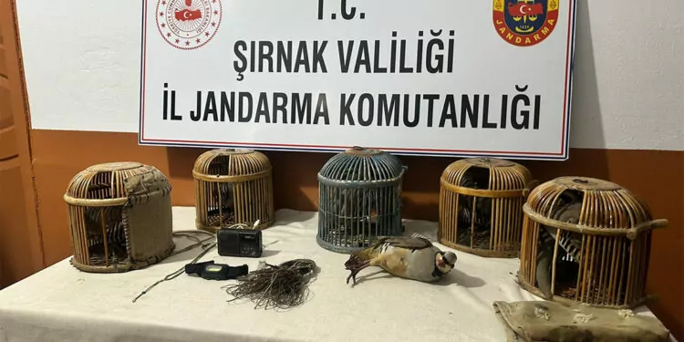 Şırnak'ta keklik avcılarına ceza yağdı