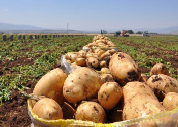 Sandıklı'da patates ekimi başladı